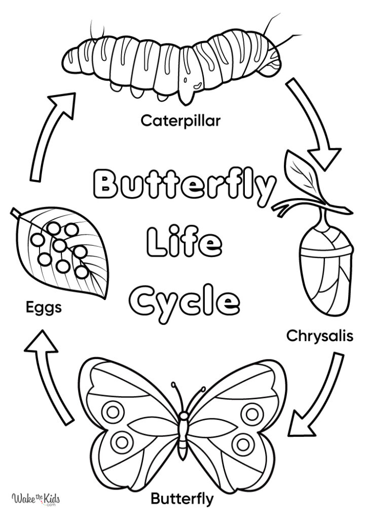 Butterfly Life Cycle Coloring Pages (Free Printable PDFs) | WakeTheKids