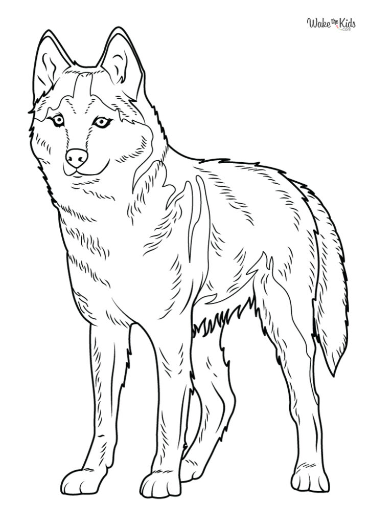Husky Coloring Pages (Free Printable PDFs) | WakeTheKids
