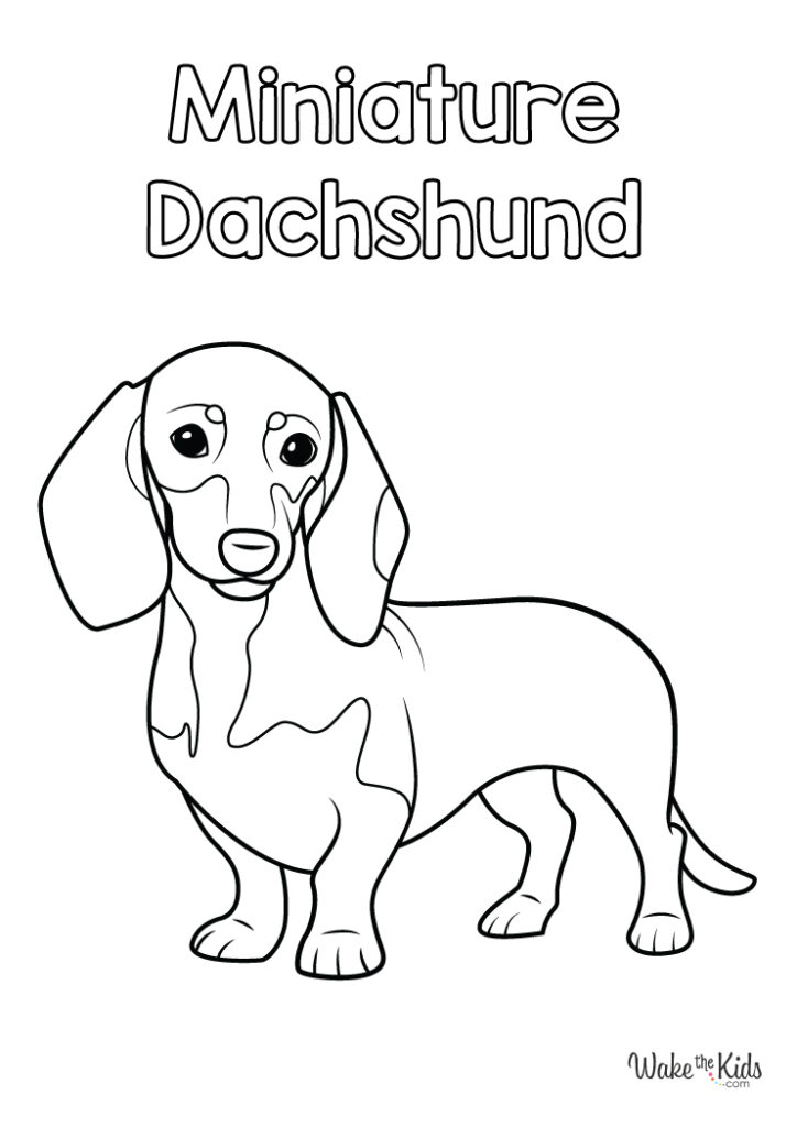 Dachshund Coloring Pages (Free Printable PDFs) | WakeTheKids