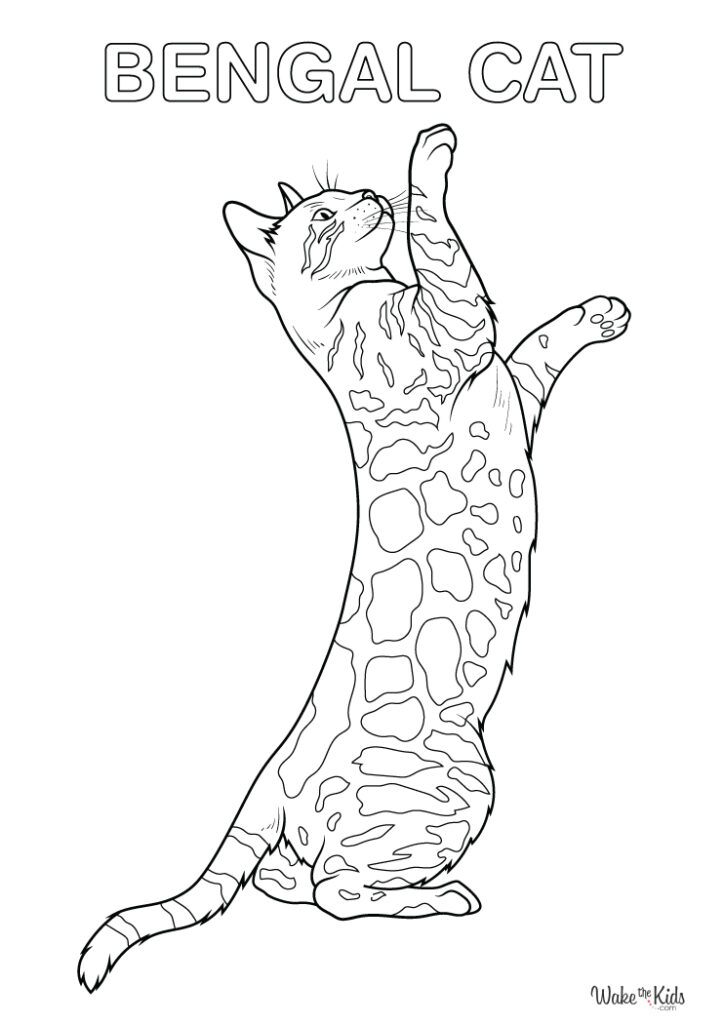 Bengal Cat Coloring Pages (Free Printable PDFs) | WakeTheKids