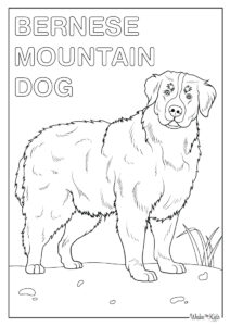 Bernese Mountain Dog Coloring Pages