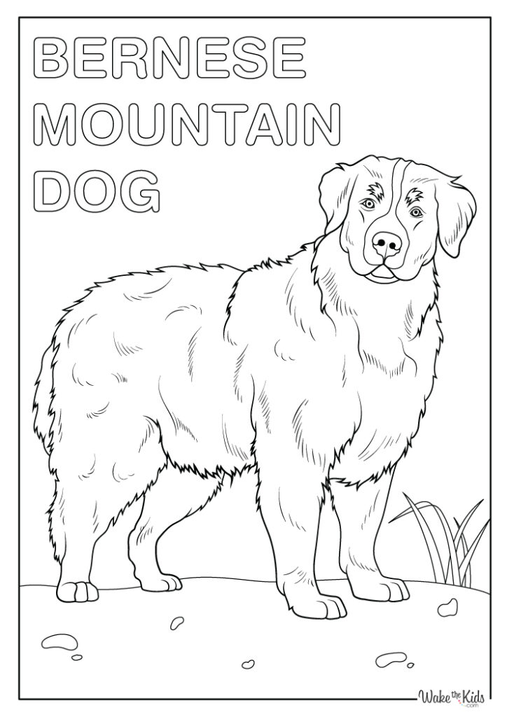 Bernese Mountain Dog Coloring Pages