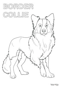 Collie Coloring Pages