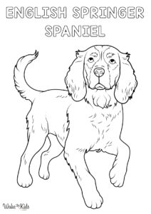 English Springer Coloring Pages