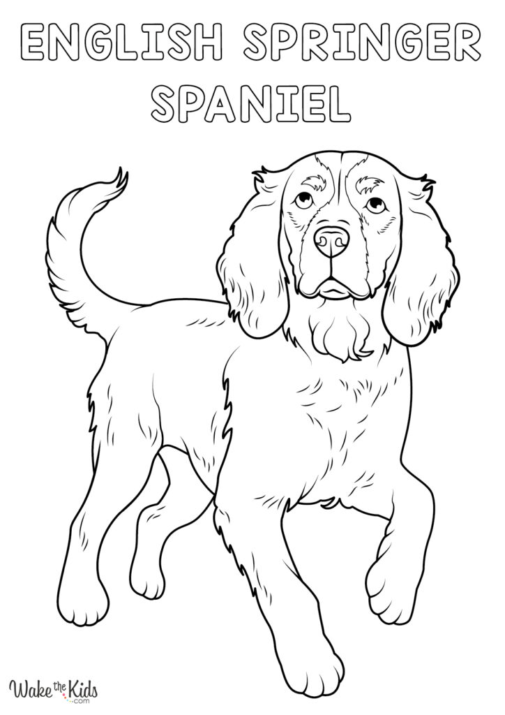 English Springer Coloring Pages (Free Printable PDFs) | WakeTheKids