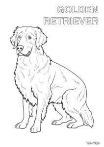 Golden Retriever Coloring Pages