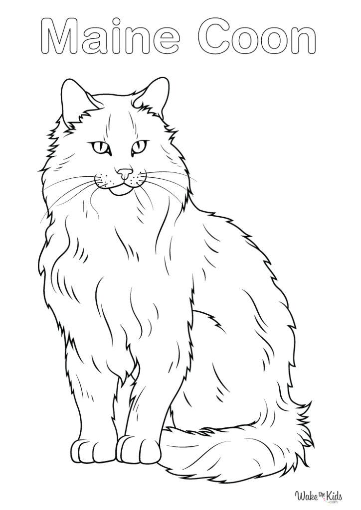 Maine Coon Cat Coloring Pages
