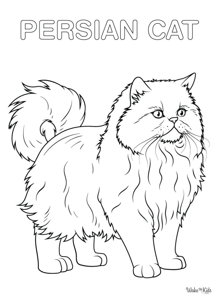 Persian Cat Coloring Pages