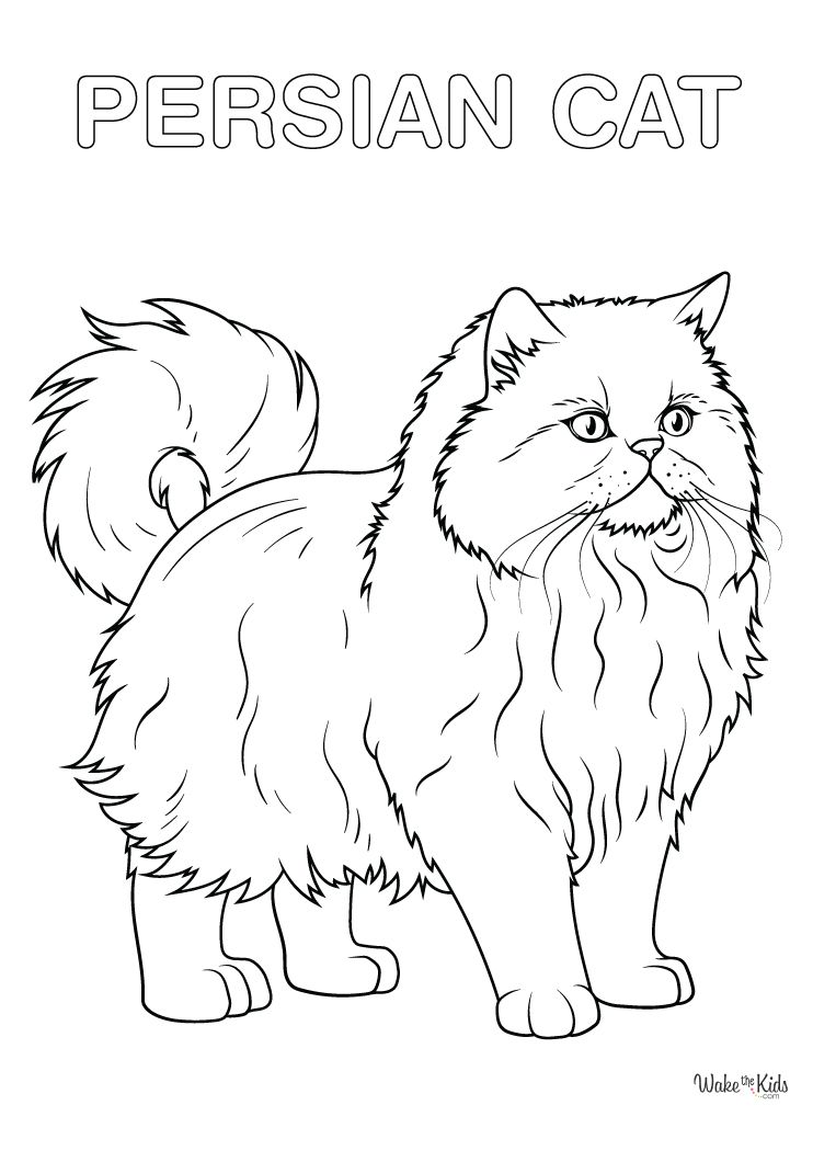 Persian Cat Coloring Pages