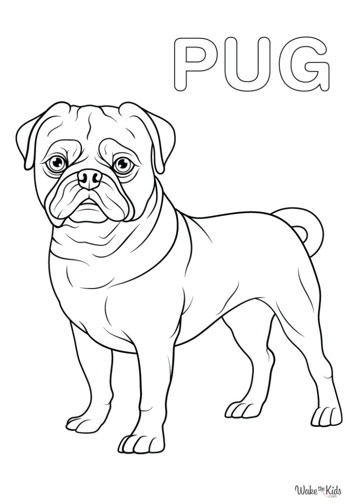 Pug Coloring Pages