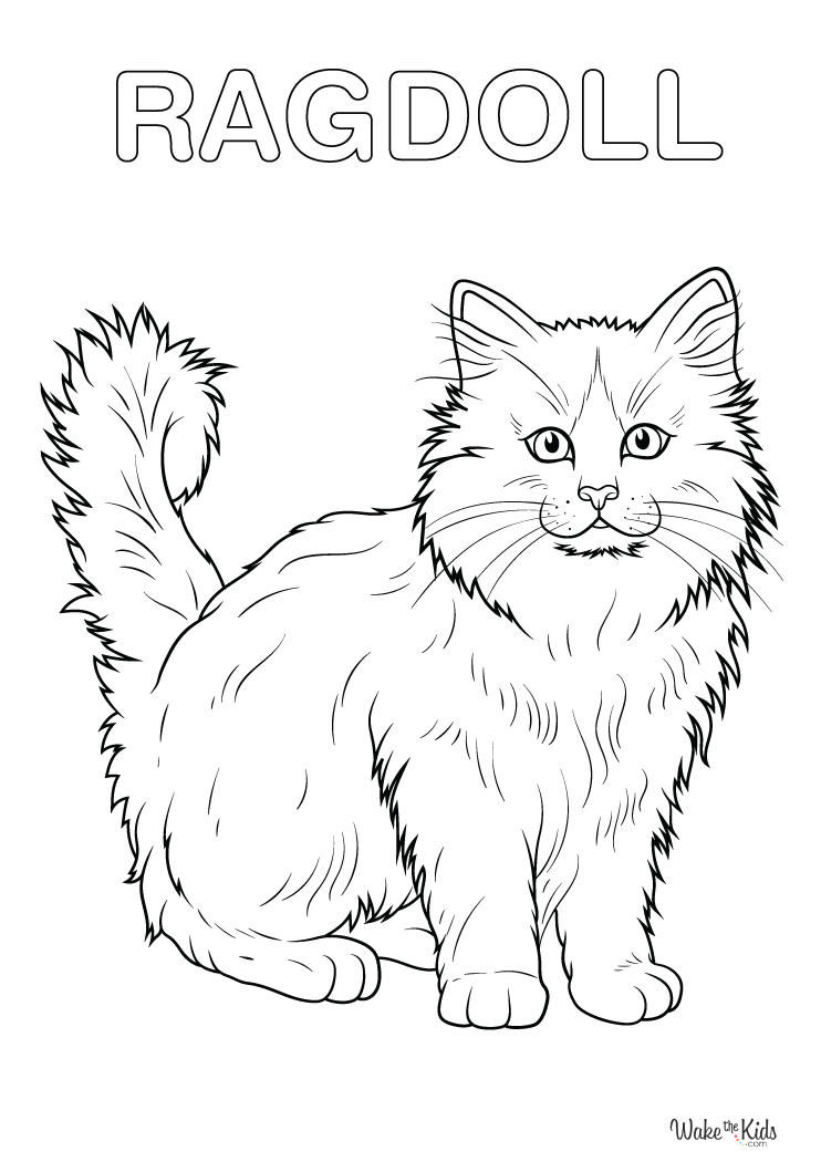 Ragdoll Cat Coloring Pages