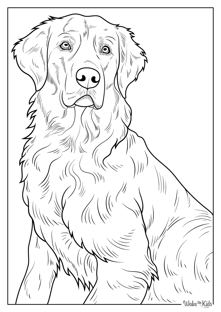 Golden Retriever Coloring Pages (Free Printable PDFs) | WakeTheKids