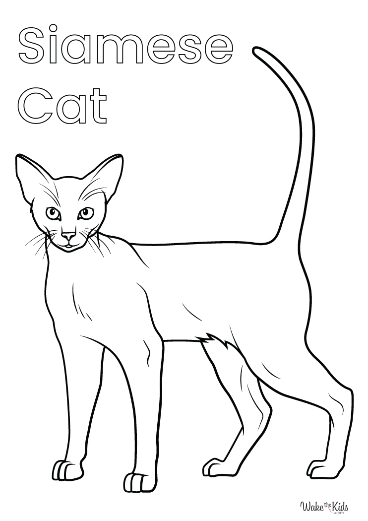 Siamese Cat Coloring Pages