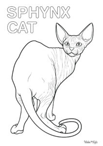 Sphynx Cat Coloring Pages