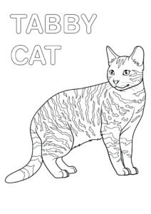 Tabby Cat Coloring Pages