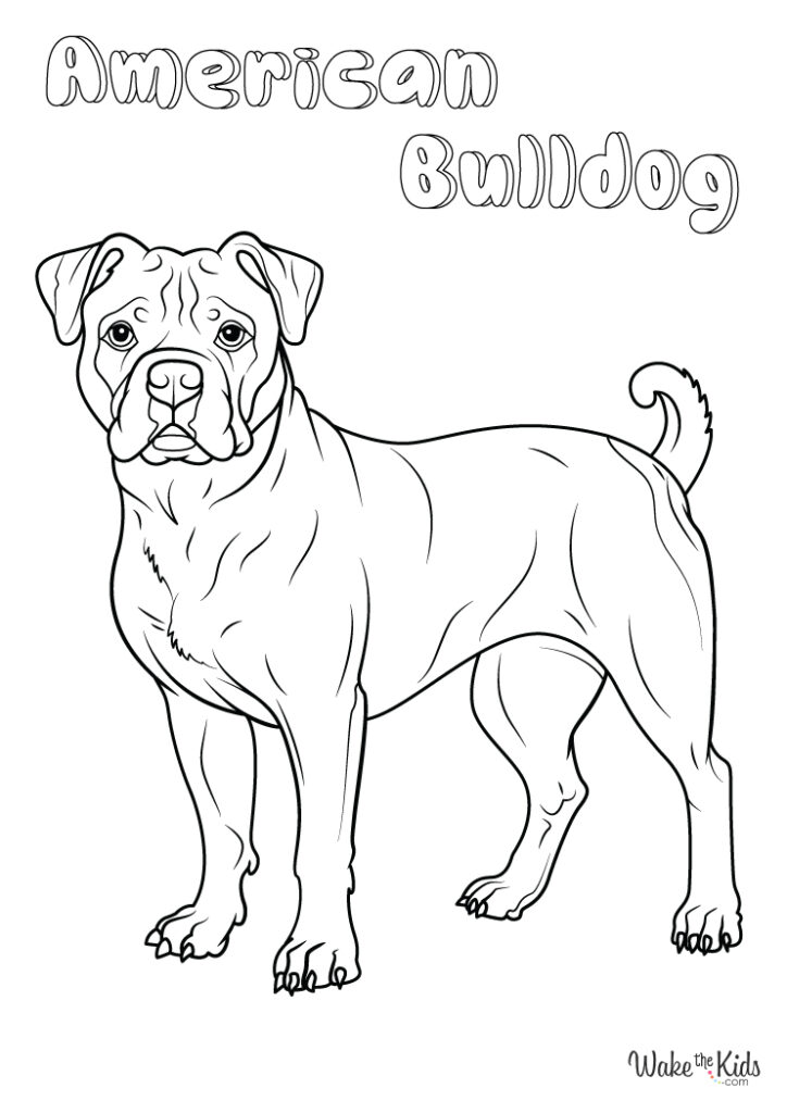 American Bulldog Coloring Pages