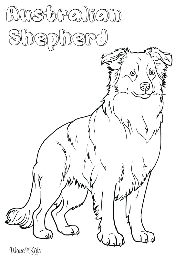 Australian Shepherd Coloring Pages