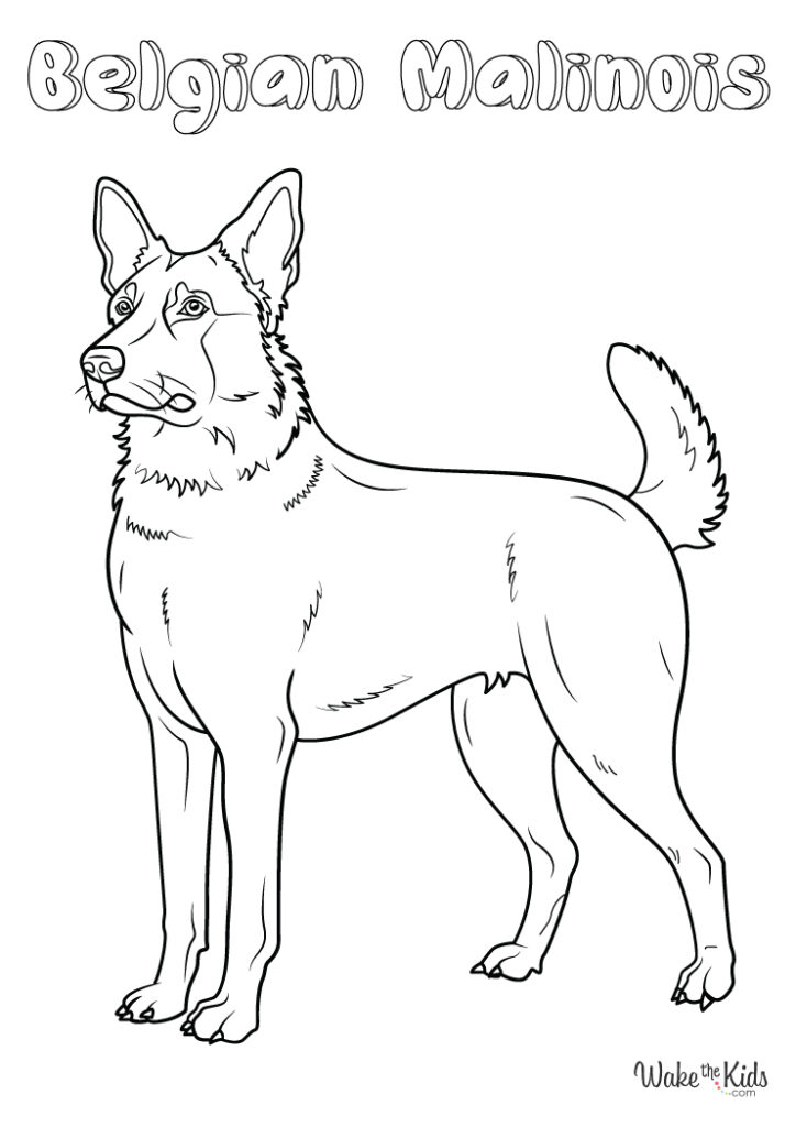 Belgian Malinois Coloring Pages