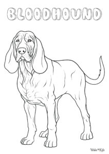 Bloodhound Coloring Pages