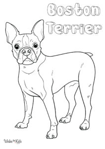 Boston Terrier Coloring Pages