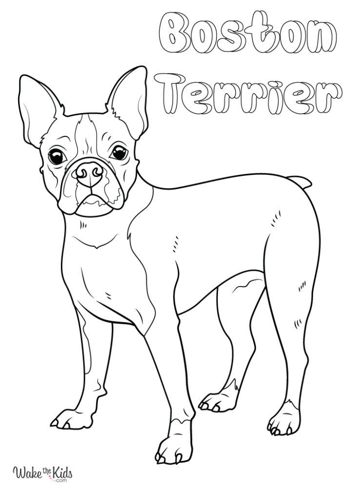 Boston terrier coloring pages free printable pdfs wakethekids