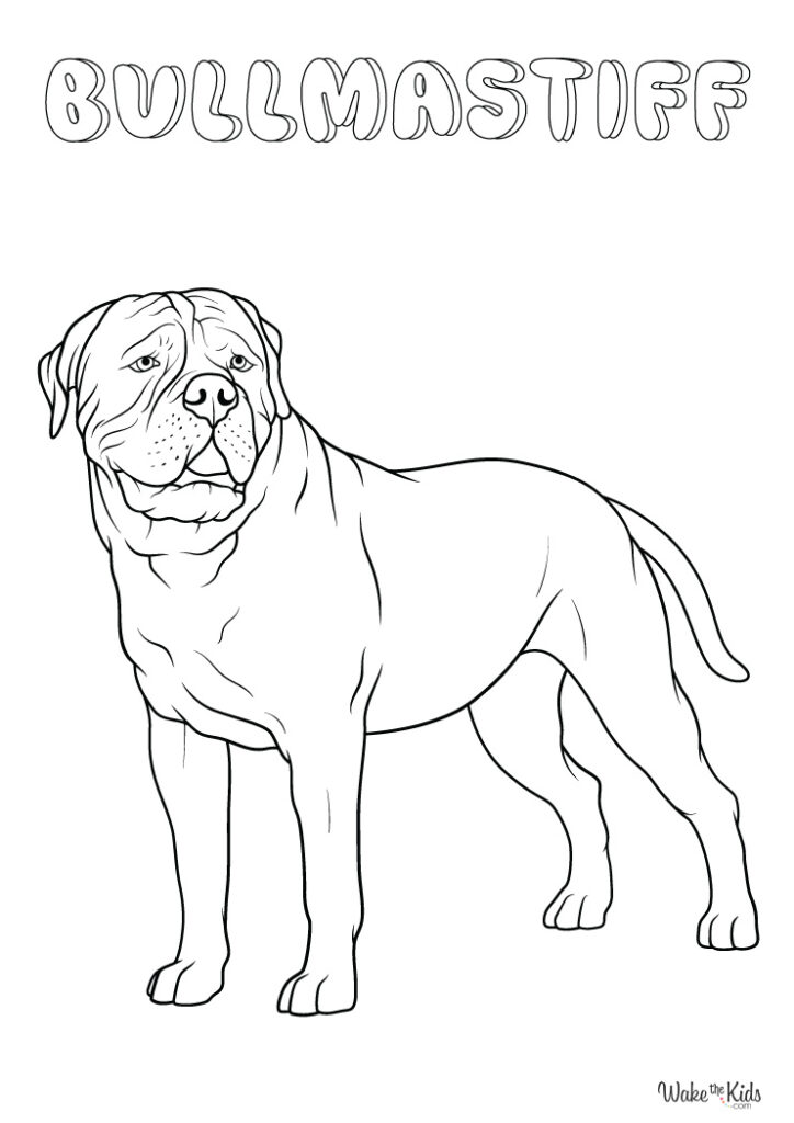 Bullmastiff Coloring Pages