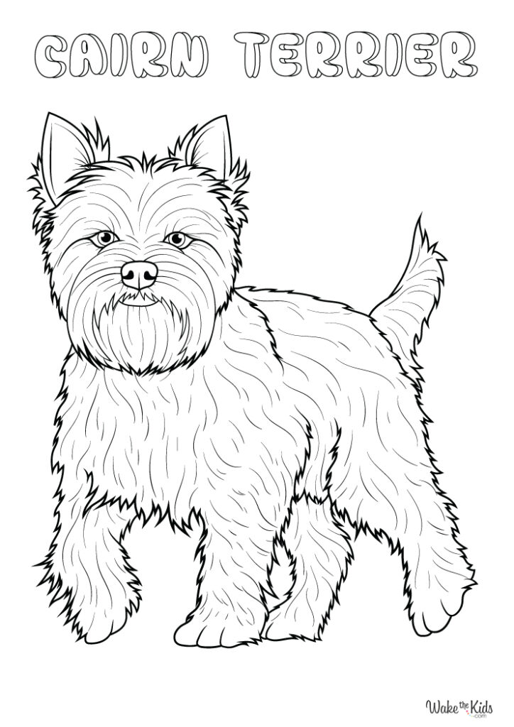 Cairn Terrier Coloring Pages