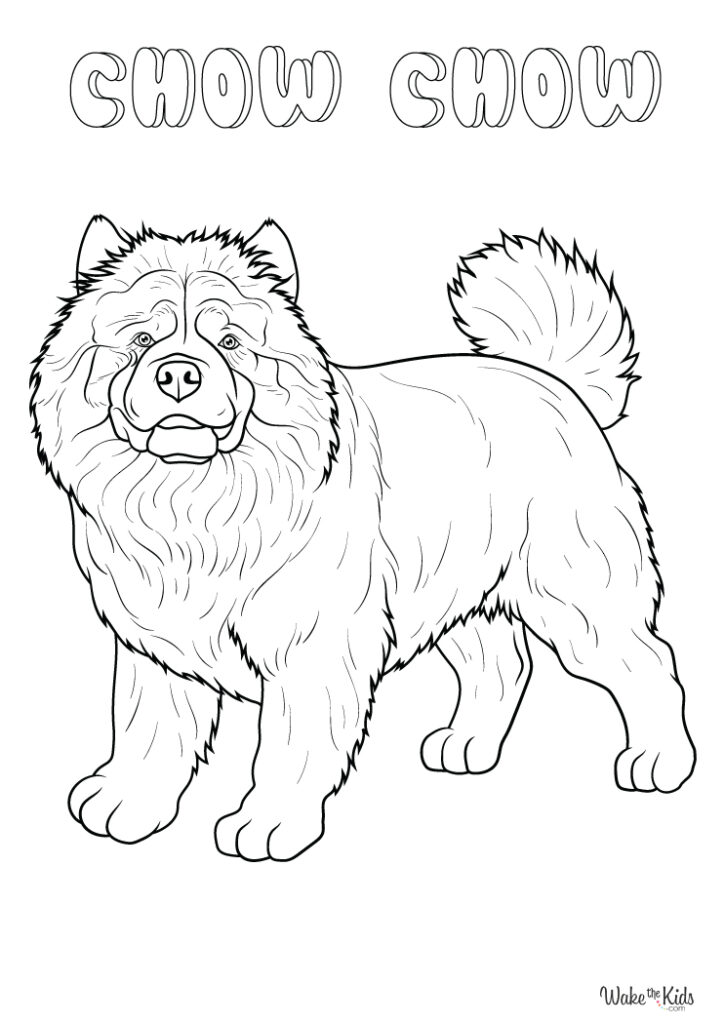 Chow Chow Coloring Pages