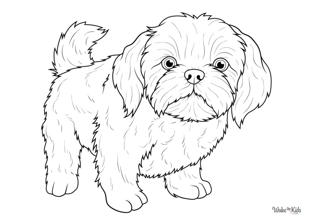 Shih Tzu Coloring Pages (Free Printable PDFs) | WakeTheKids