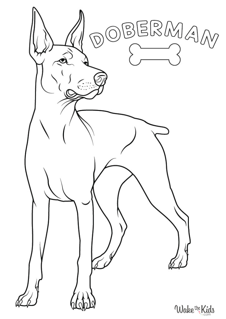 Doberman Pinscher Coloring Pages