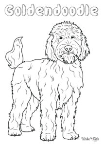 Goldendoodle Coloring Pages