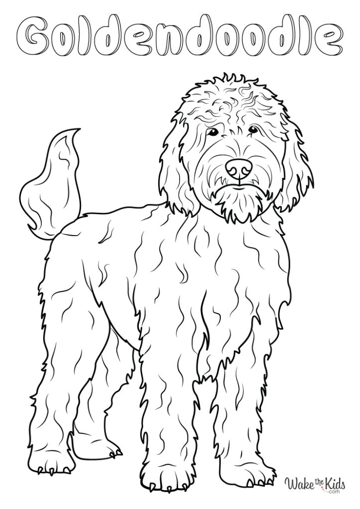 Goldendoodle Coloring Pages (Free Printable PDFs) | WakeTheKids