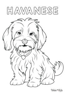 Havanese Coloring Pages