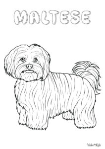 Maltese Dog Coloring Pages