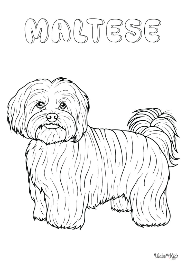Maltese dog coloring pages free printable pdfs wakethekids