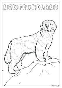 Newfoundland Coloring Pages