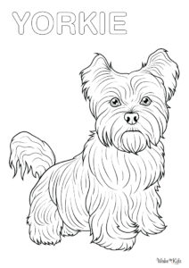 Yorkie Coloring Pages