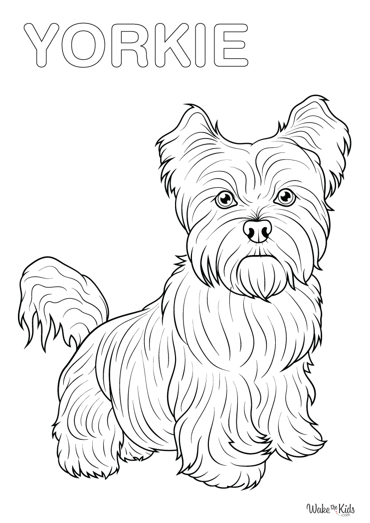 Yorkie Coloring Pages (Free Printable PDFs) | WakeTheKids