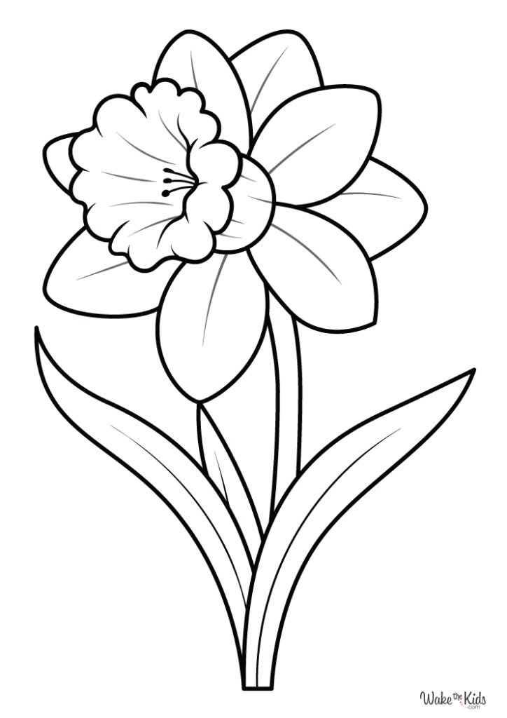 Daffodil Coloring Pages