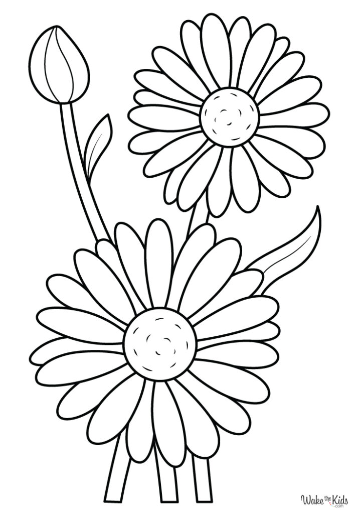 Daisy Coloring Pages