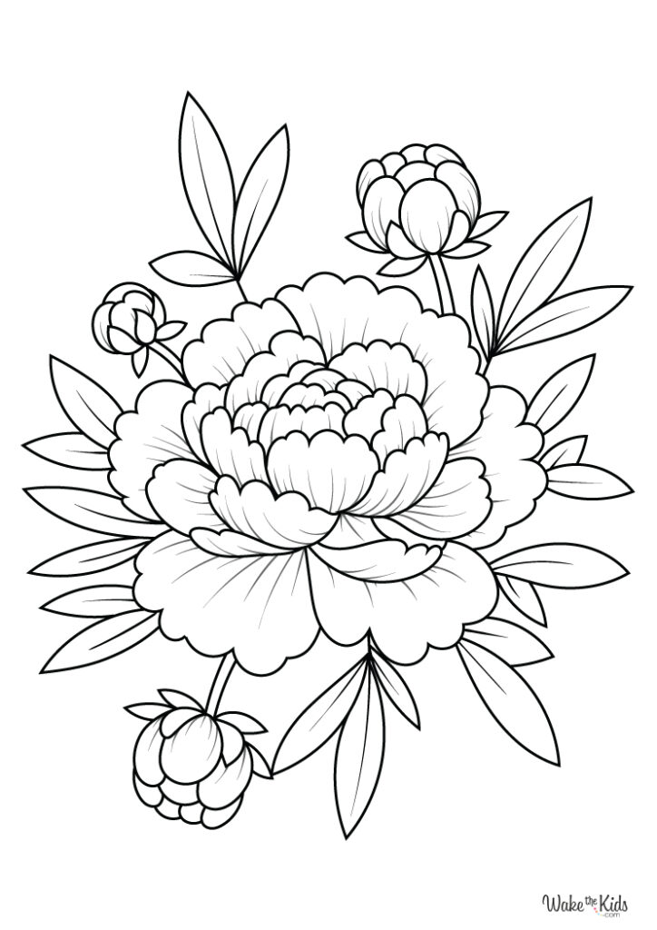 Peony Coloring Pages (Free Printable PDFs) | WakeTheKids