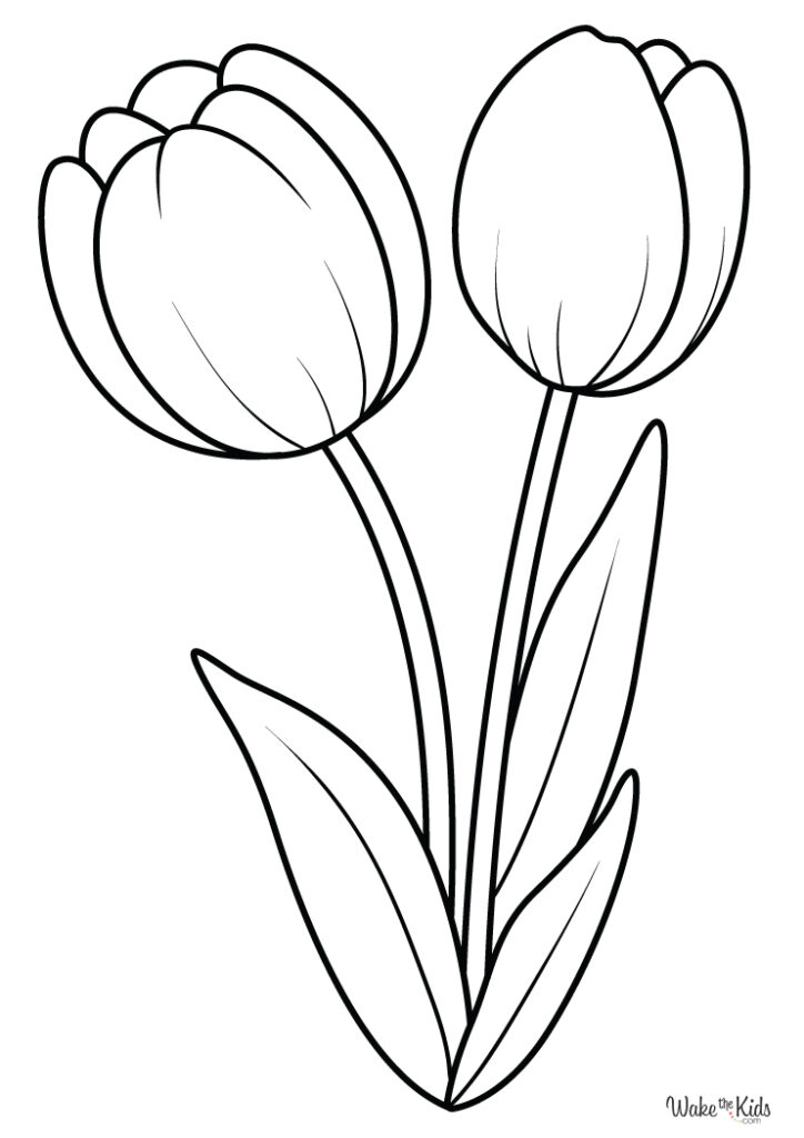 Tulip Coloring Pages