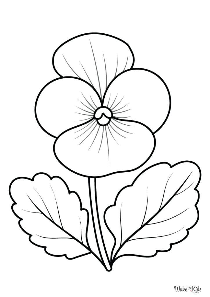 Violet Flower Coloring Pages