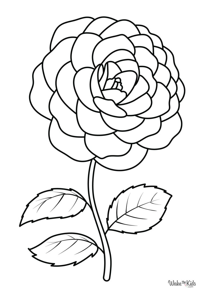 Camellia Coloring Pages