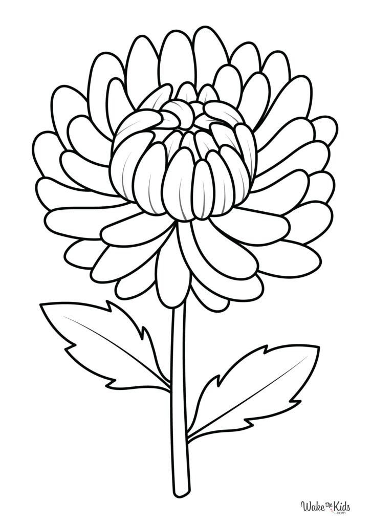 Chrysanthemum Coloring Pages