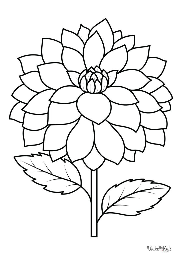 Dahlia Coloring Pages