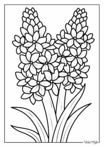 Hyacinth Coloring Pages