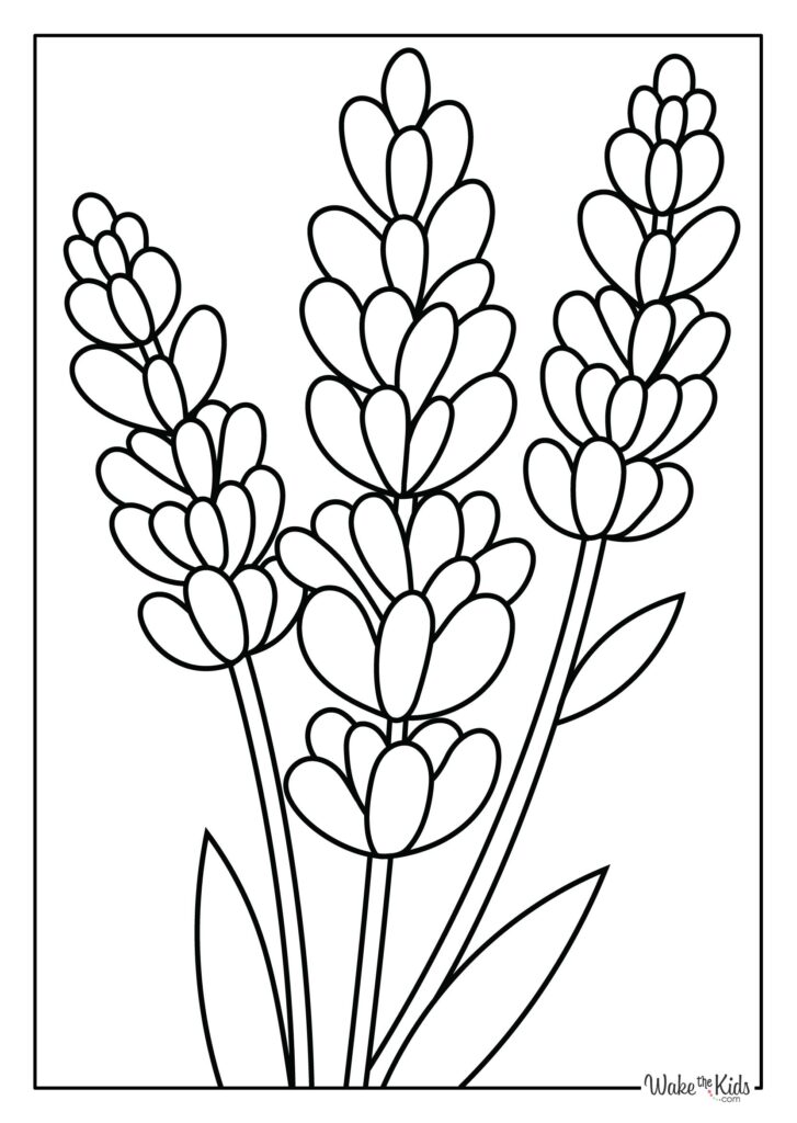 Lavender Coloring Pages