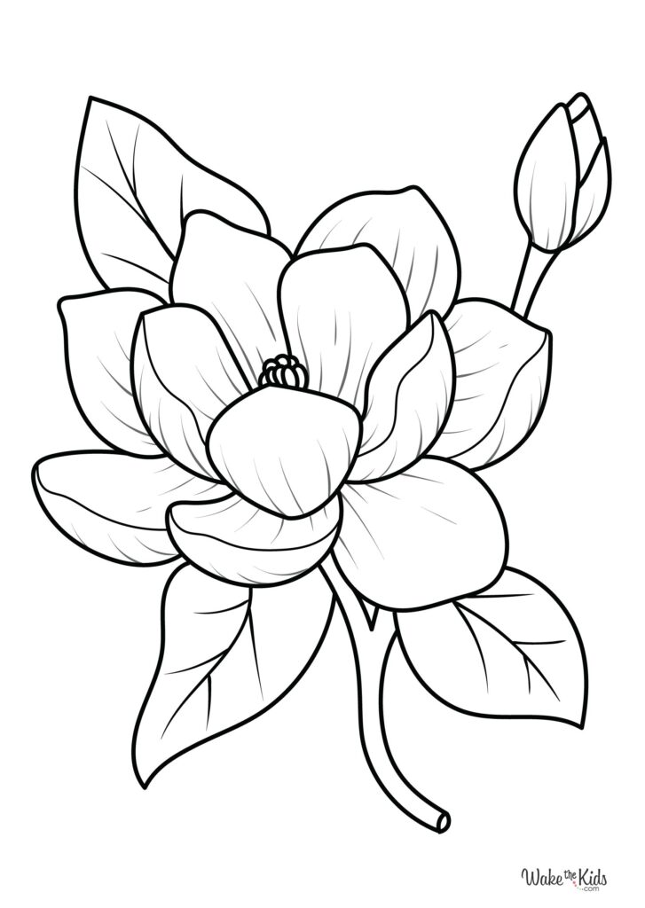 Magnolia Coloring Pages
