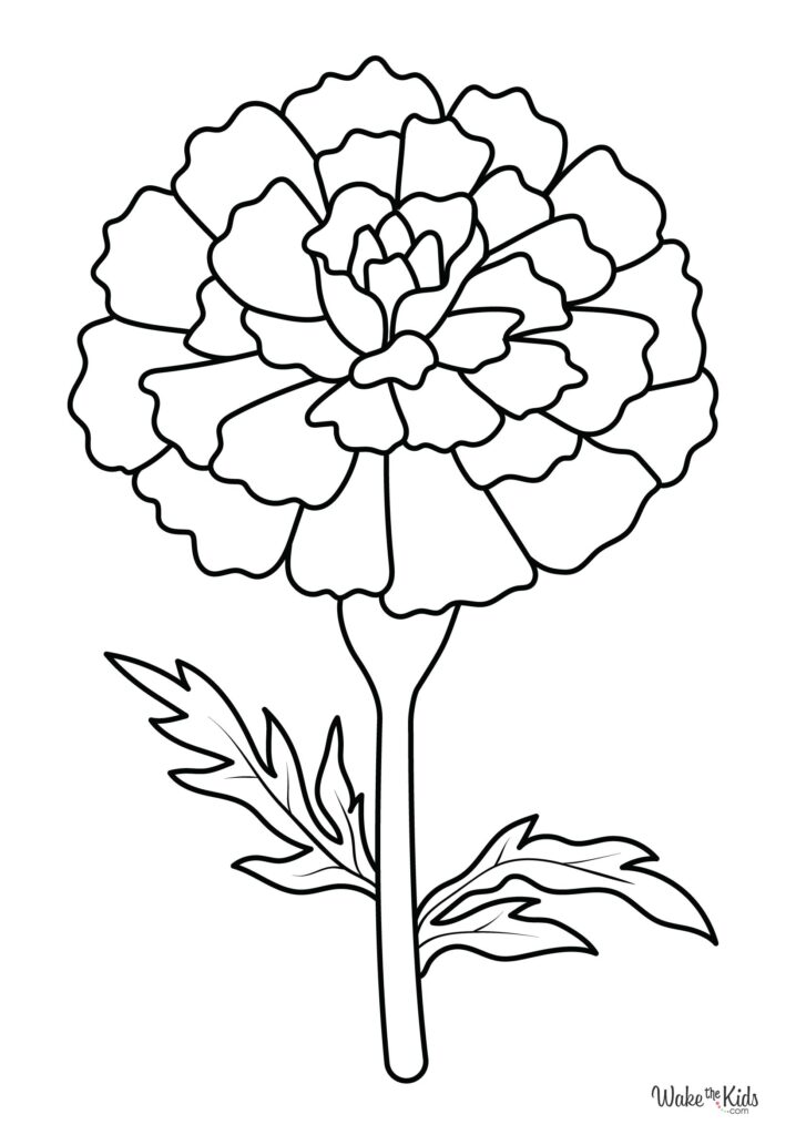 Marigold Coloring Pages